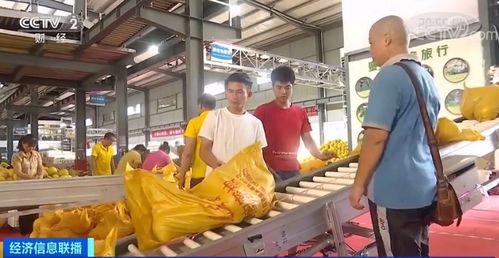 黃金果上市季 單店日銷破十萬，全國電石產業再引關注